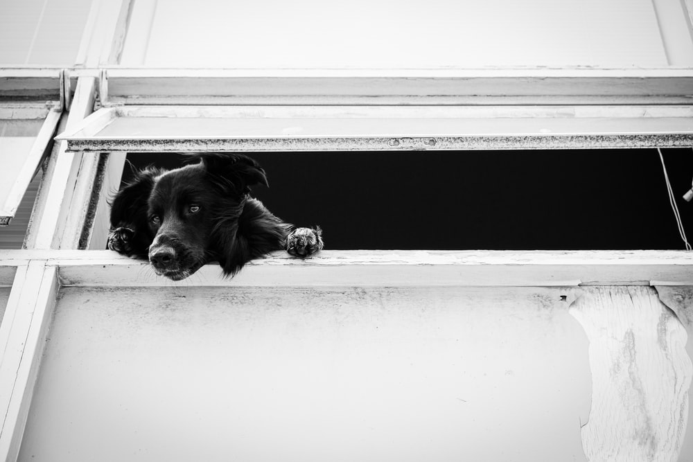 dog peeking through window