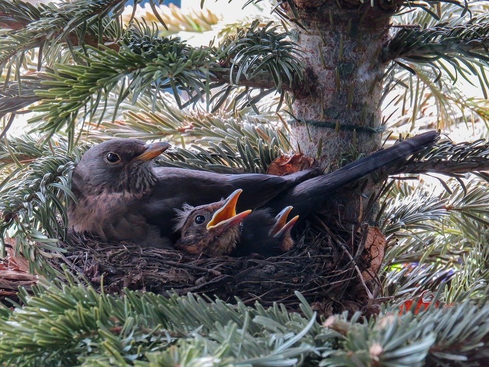 Bird, Blackbird, Nest, Bird'S Nest, Blackbird Nest