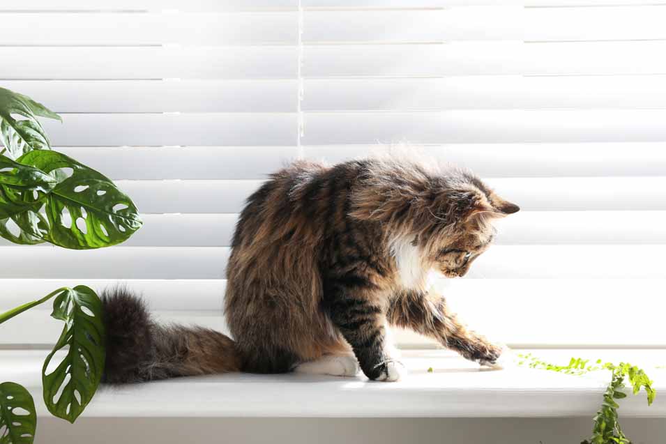 C:\Users\PC\Downloads\cat-proof-blinds.jpg