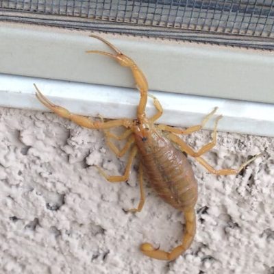 Call The Local Scorpion Exterminator For Removal Of Pests