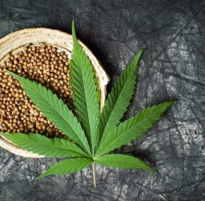 Things To Consider When Choosing Cannabis Seeds
