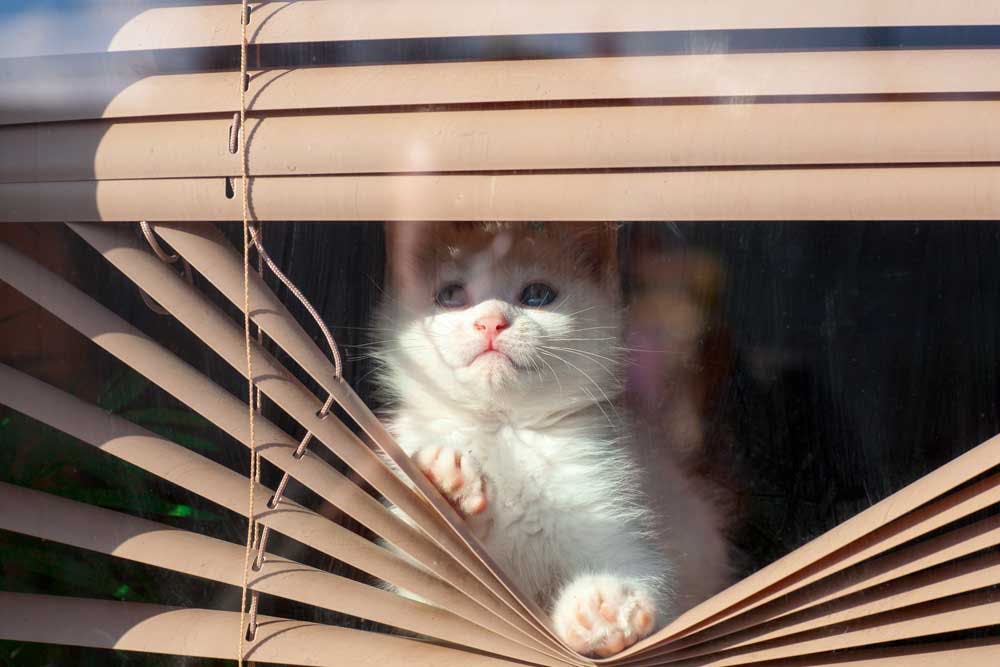 The Best Cat Proof Blinds Shades and Window Treatments