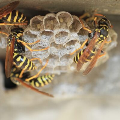 Why should you Leave Wasp Control to the Professionals