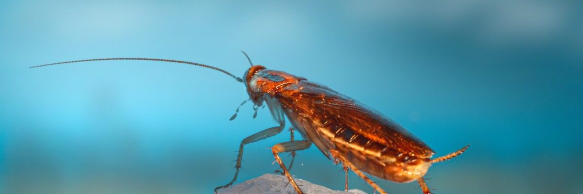 Cockroach Control: Dealing with Nocturnal Pests that Can Spread Diseases in Your Home